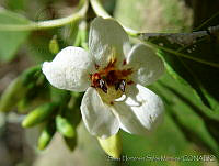 SHSM0011 Bravaisia integerrima.jpg