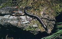 LCMHP013-154 Thorius sp..jpg