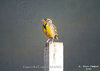 GRC0043 Sturnella neglecta.jpg