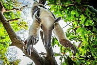 MN6F0038 Tamandua mexicana.jpg