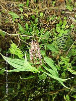 JF092 1388 Maianthemum flexuosum.jpg