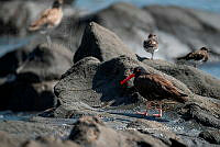 IDG Nat 0020 Haematopus bachmani.jpg