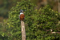 IMDOC2134 Megaceryle torquata.jpg