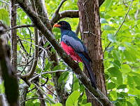 RSA0061 Trogon massena.jpg