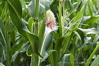 ARS00477 Zea mays.jpg