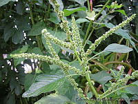 EEC0009 Amaranthus spinosus.jpg