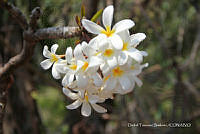 proy JF091 0337 Plumeria rubra.JPG