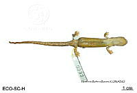 ME006 herp SCLC 0262 Bolitoglossa rostrata - (Brocchi, 1883).jpg