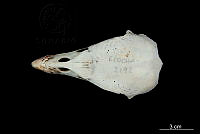 ME006 Aves 0684 Sarcoramphus papa.jpg
