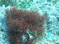 RRR0092 Hypnea johnstonii.JPG
