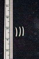 KT014 0137 Siphonodentalium quadrifissatum.JPG
