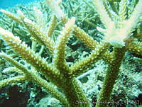 SHR0001 Acropora cervicornis.jpg