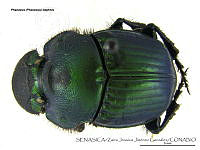 ZJJG0657 Phanaeus daphnis.jpg
