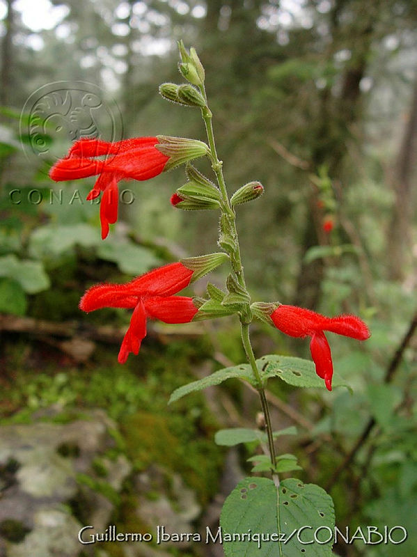 GIM0208%20Salvia%20fulgens.jpg.nyfiotP0MfUZNyVhQA3g0JtbmFja29CbnFuZ3NAbXJ6LGtwZwA.tmfg5xjkOc