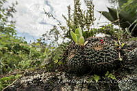 ZAPF0530 Mammillaria magnimamma.jpg