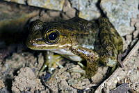 VHL0496 Lithobates pustulosus.jpg