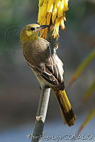 VHL0251 Icterus cucullatus.jpg