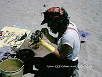 NBA0022 Phocoena sinus.jpg