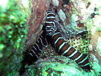 ACP0002 Gymnomuraena zebra.jpg