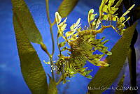 MS0156 Phycodurus eques.jpg