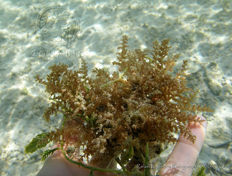 RRR226%20Acanthophora%20spicifera.jpg.nyeEoJb8MXnT3bthQA3g0JtbmFja29CbnFuZ3NAbXJ6LGtwZwA.ayWx0V5qQk