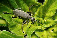 SM0577 Epicauta diversicornis.jpg