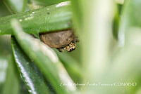 ZAPF0162 Paraphidippus aurantius.jpg