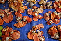 IMDOC Hong 0035 Hypomyces lactifluorum (2).jpg.jpg