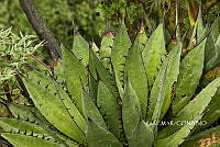 3R 01180 Agave.jpg