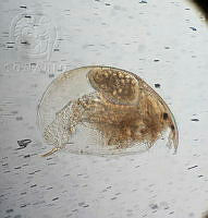 HE009 R 0167 Alona pectinata.jpg