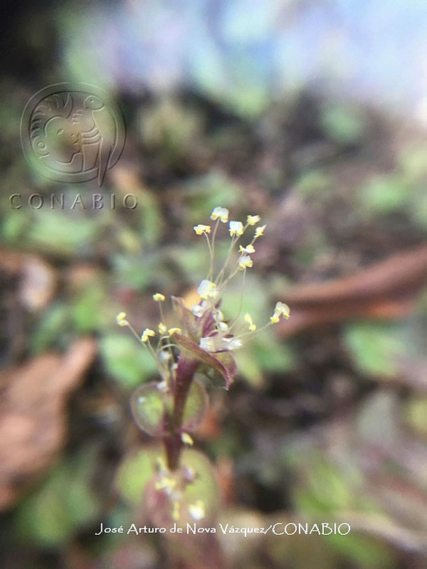 JAdNV0120%20Callisia%20repens.JPG.nyezmIb0MeEruyFjQA3g0JtbmFja29CbnFuZ3NAbXJ6LGtwZwA.vlpy2rZLWz