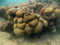 CGG0841 Orbicella annularis.JPG