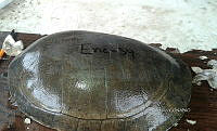 NE017 231 Dermatemys mawii.jpg