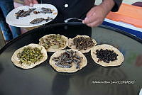 3R00695 Arsenura polyodonta. Atta mexicana, Zea mays.jpg