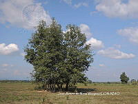 JAdNV0014 Quercus oleoides.JPG