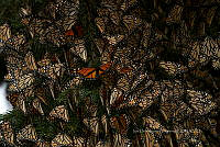 IDG1846 Danaus plexippus.jpg
