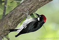 CNS0589 Melanerpes formicivorus.jpg