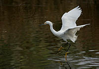 23. Garza Dedos Dorados (Egretta thula)_MiguelASicilia.jpg