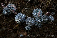 MASM01384 Echeveria laui.jpg