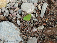 ADJ0096 Cyanophrys longula.jpg