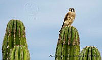 AAKVDH 0178 Falco sparverius.JPG