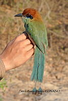 HJ6- 0330- Momotus mexicanus.jpg