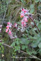 proy JF091 0177 Echeveria fulgens Lem..JPG