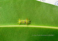 FN005 9 048 Euclea cippus.jpg