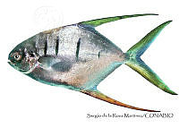 SRM0085 Trachinotus rhodopus.jpg