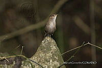 MGaves 3272 Hylorchilus navai.jpg