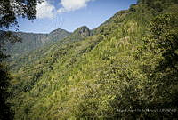 MASM08129 EL Triunfo, Chiapas.jpg