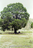 1828 Pinus cembroides.jpg