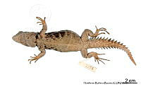ME006 rep 0062 Ctenosaura alfredschmidti.jpg
