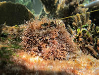BDP0198 Amphiroa rigida.jpg